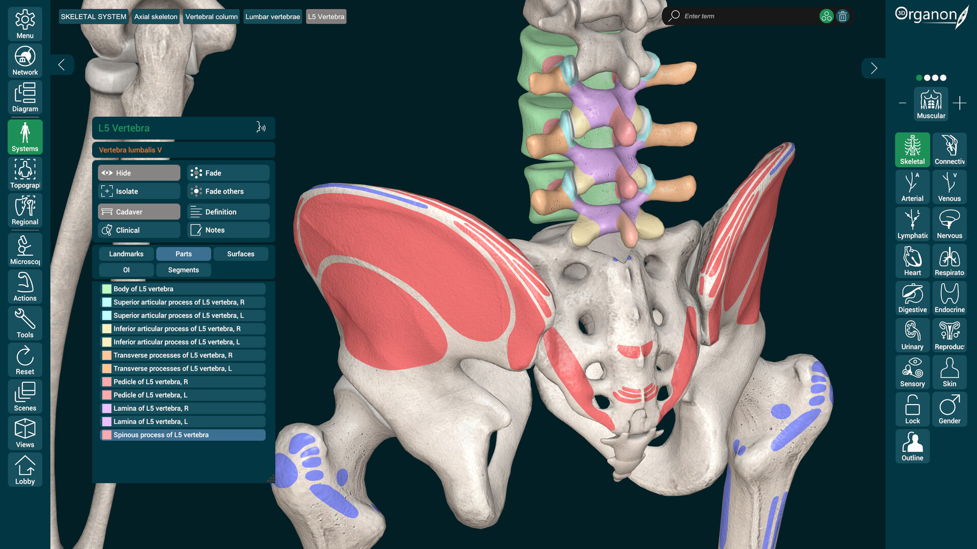 3D Organon screenshot 9