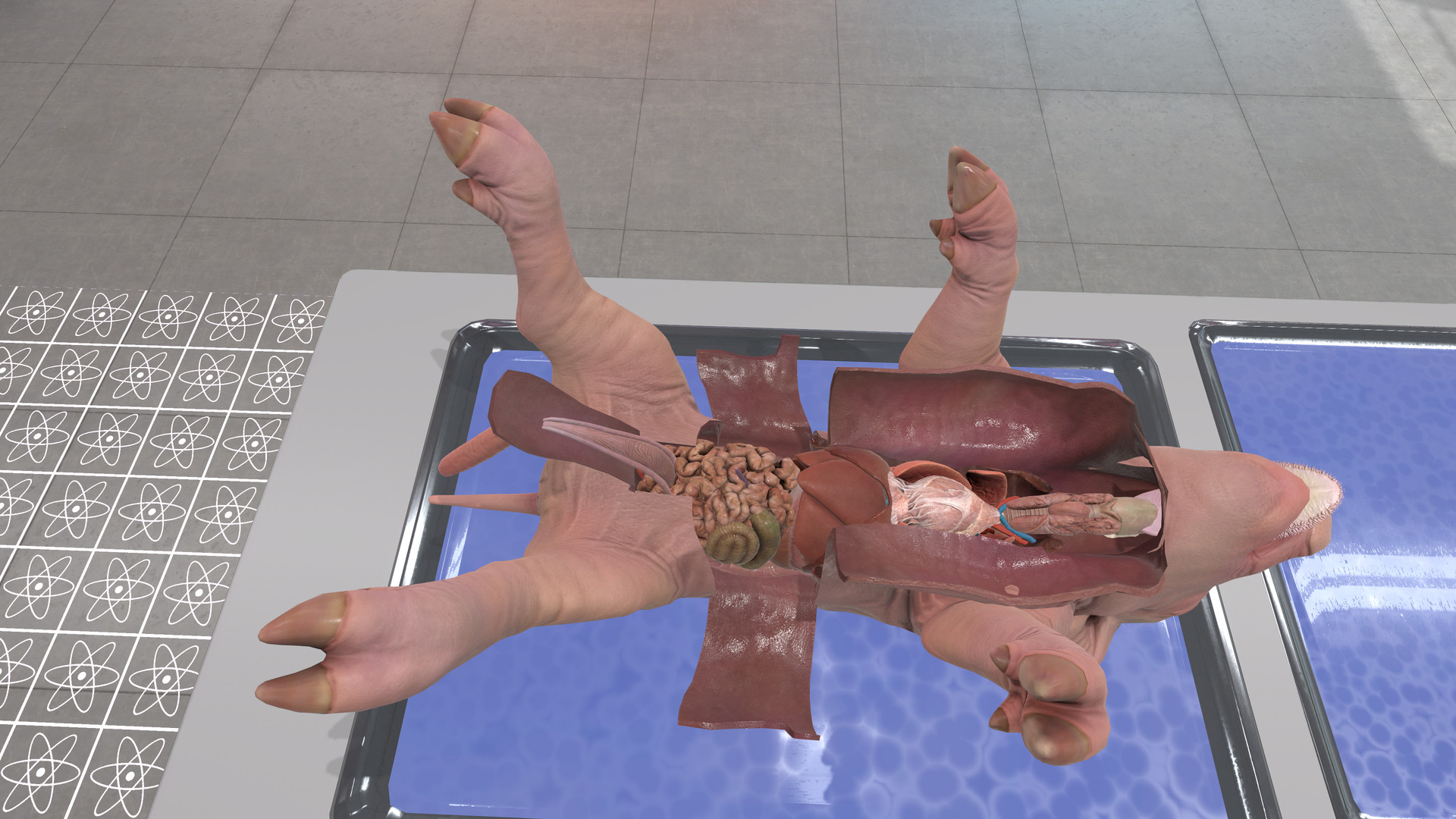 Dissection Simulator: Pig Edition screenshot 1