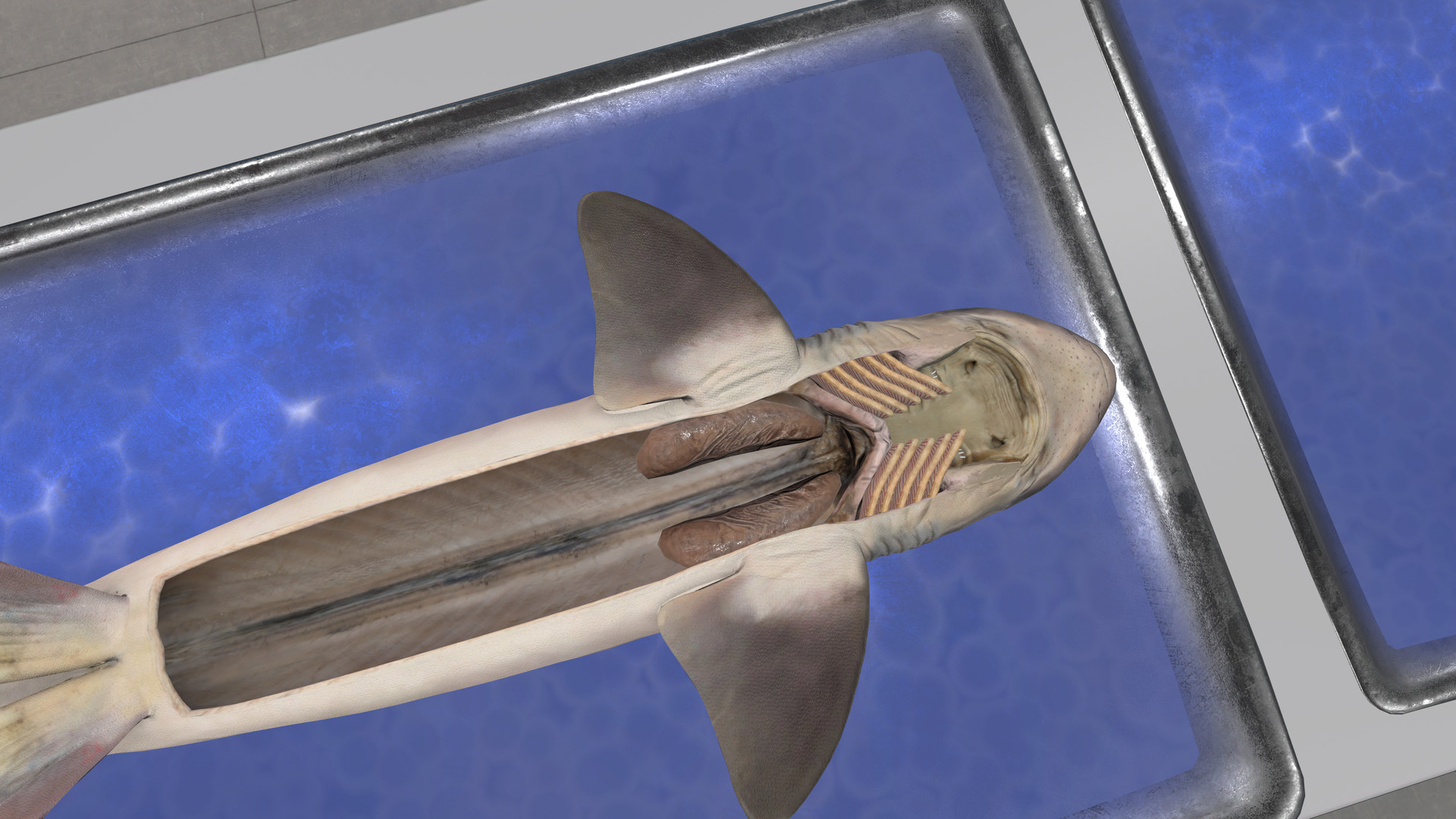 Dissection Simulator: Dogfish Edition screenshot 2