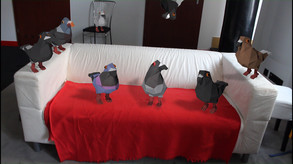 Pigeon Fight - Trailer trailer thumbnail