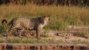 Living with Jaguars (Trailer) trailer thumbnail