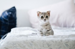 Bepuzzled Kittens Trailer trailer thumbnail