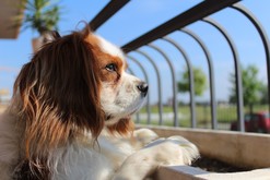 Bepuzzled Puppies Trailer trailer thumbnail