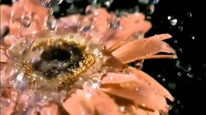 WOW video - 110105 trailer thumbnail
