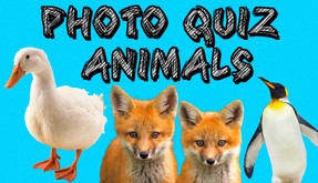 Photo Quiz trailer thumbnail