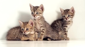 cat2 trailer thumbnail