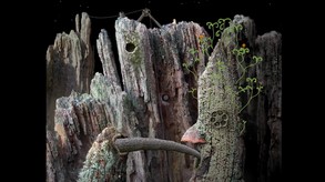 Samorost 1 Official Trailer trailer thumbnail