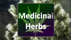 Medicinal Herbs - Cannabis Grow Simulator - Trailer #2 trailer thumbnail