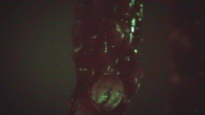Vorax trailer thumbnail