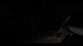 New Trailer trailer thumbnail
