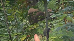 Early Access Trailer trailer thumbnail