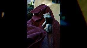 Cats and the Other Lives | Viral trailer thumbnail