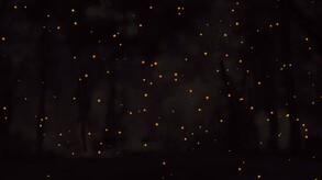 Mr. Wise Demo Trailer trailer thumbnail