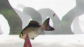 IBIS AM release trailer thumbnail