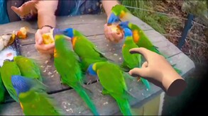 Touchly Demo trailer thumbnail