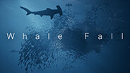 Whale Fall_Trailer01 trailer thumbnail