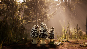 Morels: The Hunt - Trailer trailer thumbnail