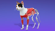 How to create a Pet trailer thumbnail
