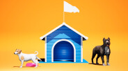 Dogs Club Trailer2 trailer thumbnail