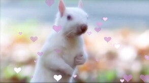 A Nutritious Boyfriend trailer thumbnail