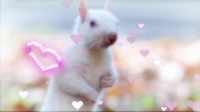 栄養たっぷりの彼氏 trailer thumbnail