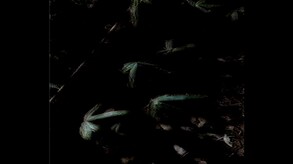 見つけた trailer thumbnail