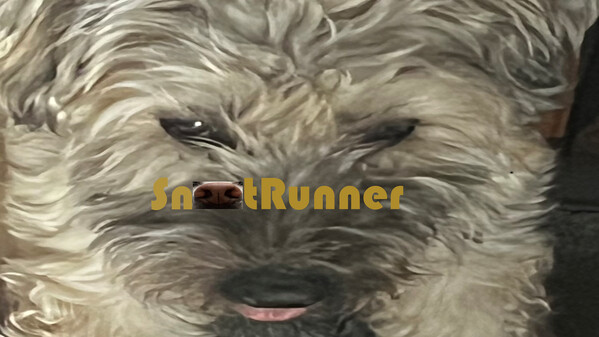 SR Trailer 1 trailer thumbnail
