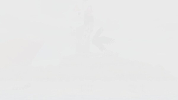 OP trailer thumbnail