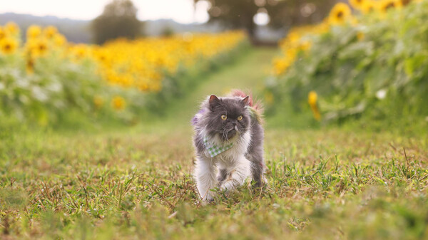 Peaceful Gardens 2: Cute Cats trailer trailer thumbnail