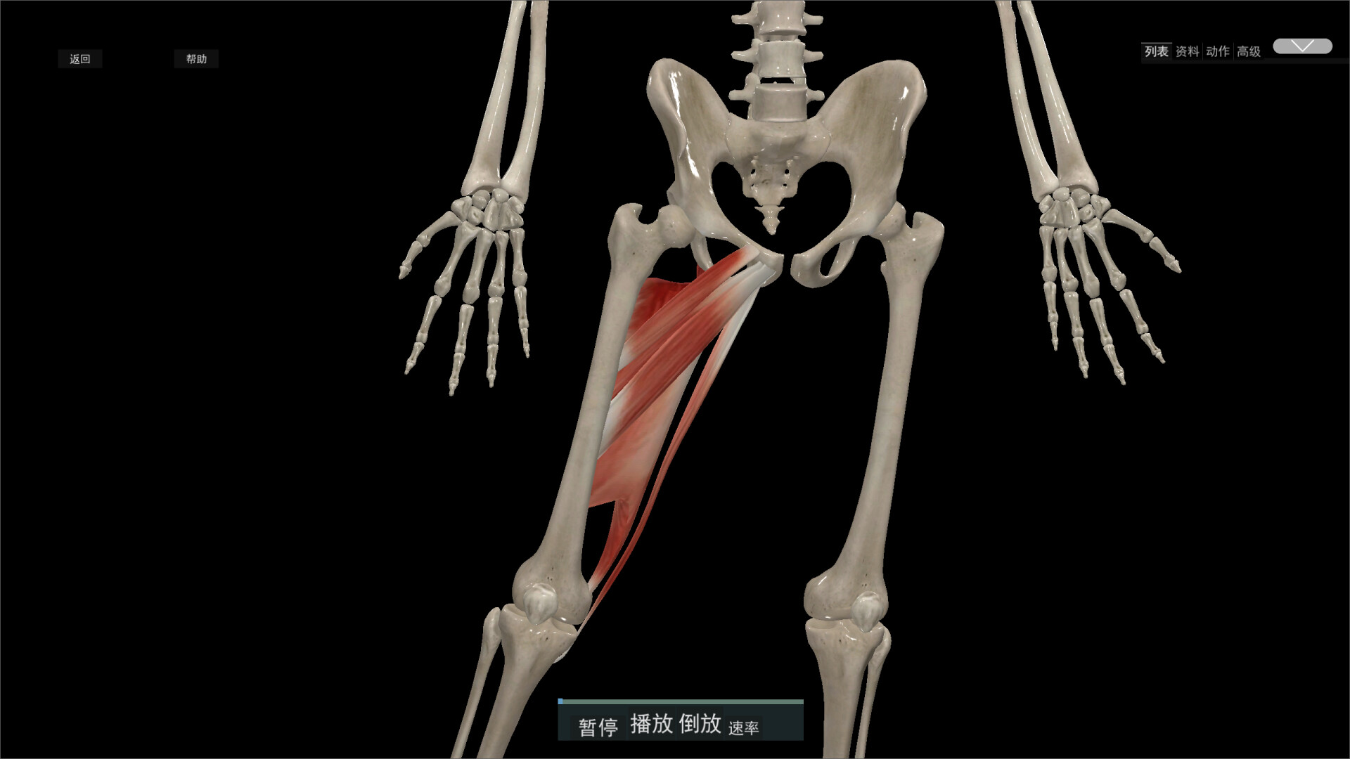 Kinetic Anatomy 3D screenshot 3