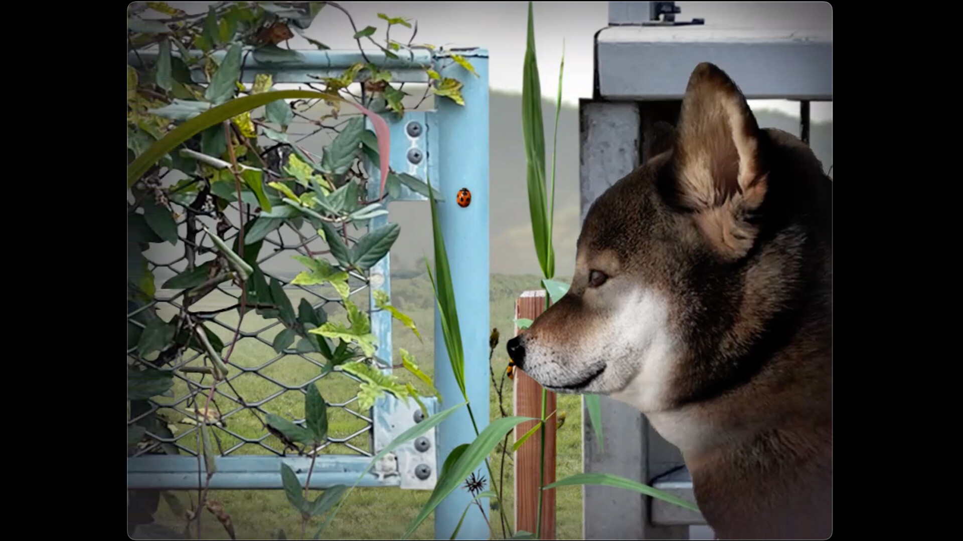 Tsugunohi -Pocky dog’s adventure- screenshot 1