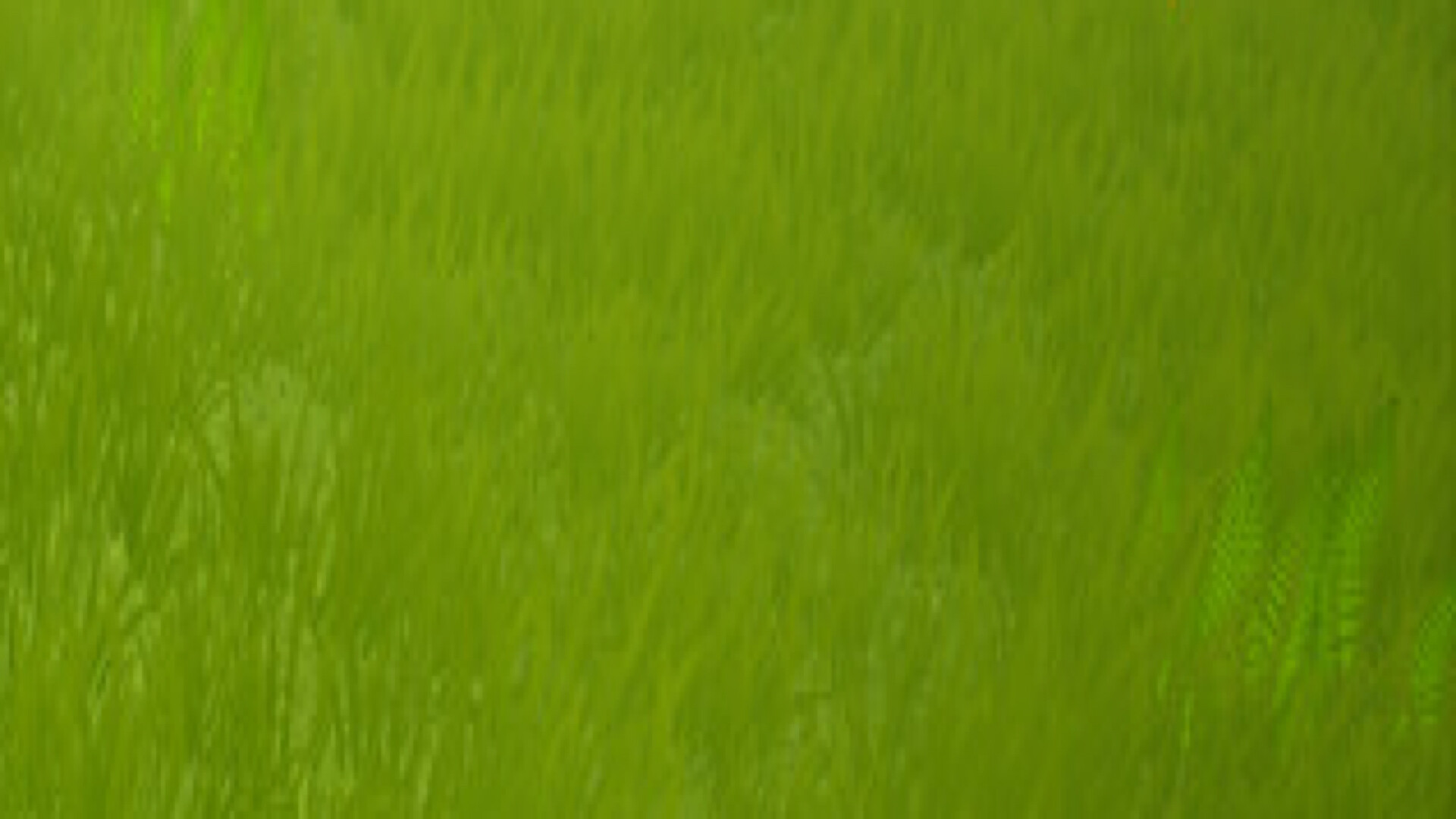 Mangoo screenshot 1