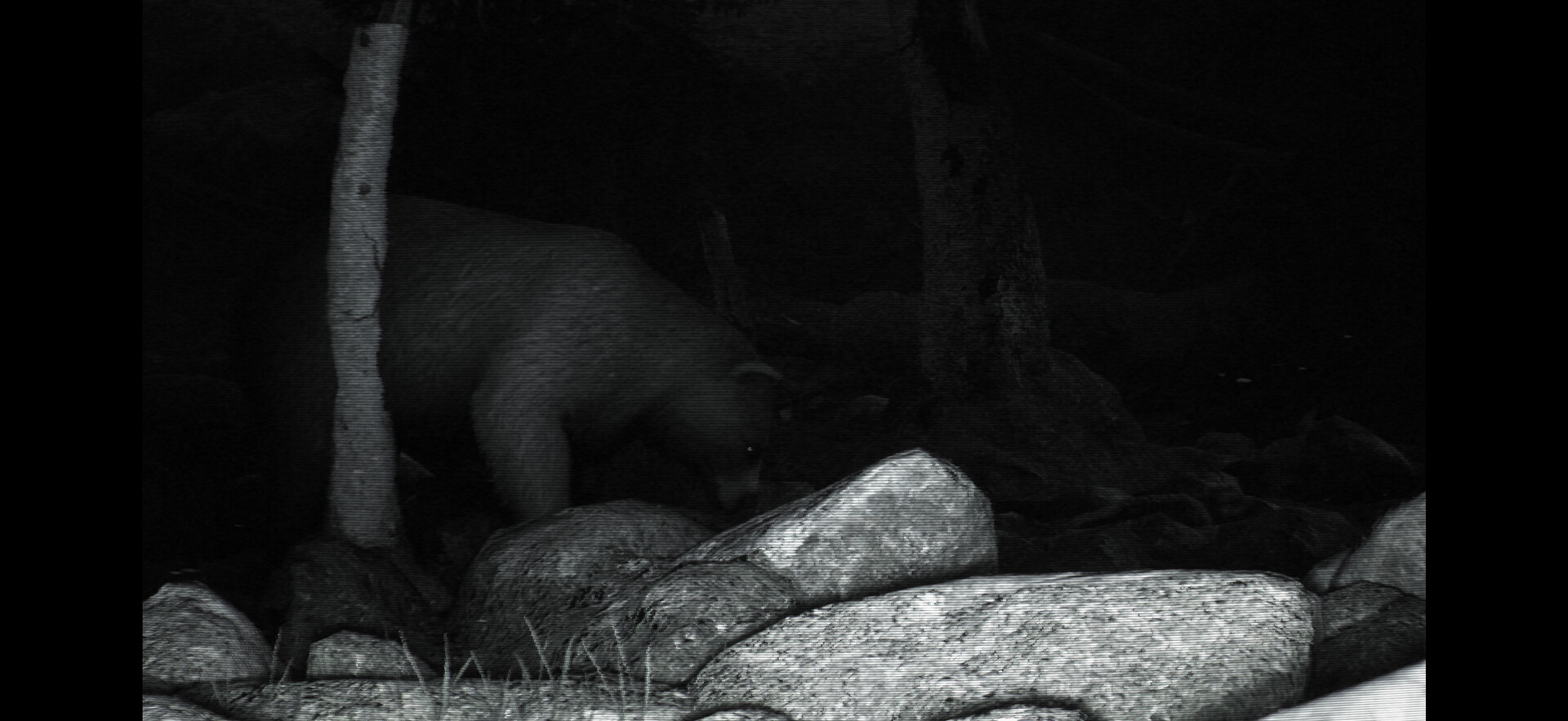 TRAILCAM screenshot 3