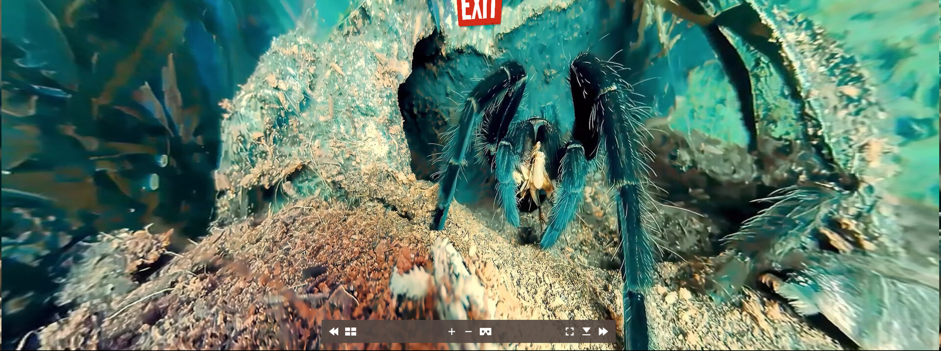 Tony's Creepy Crawly Zoo 2.0 screenshot 2