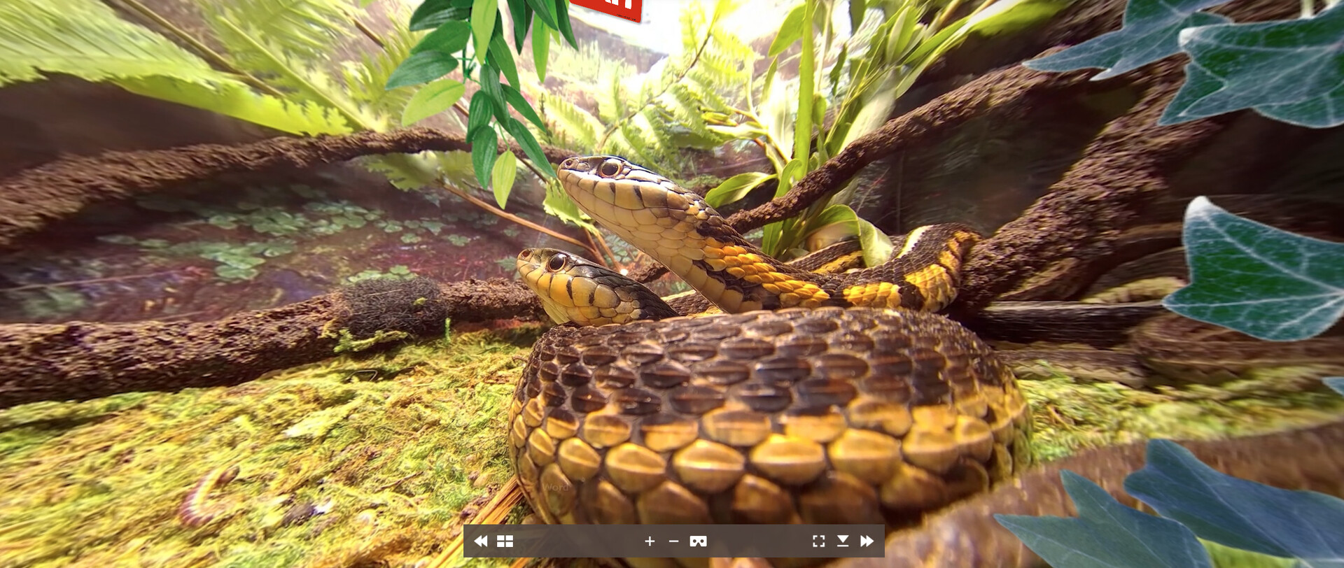 Tony's Creepy Crawly Zoo 2.0 screenshot 4