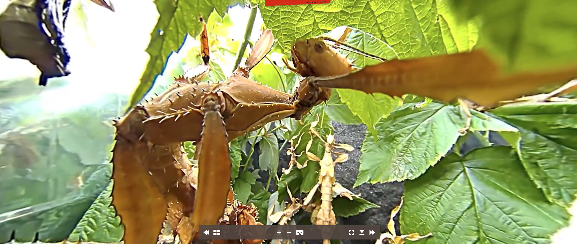 Tony's Creepy Crawly Zoo 2.0 screenshot 3