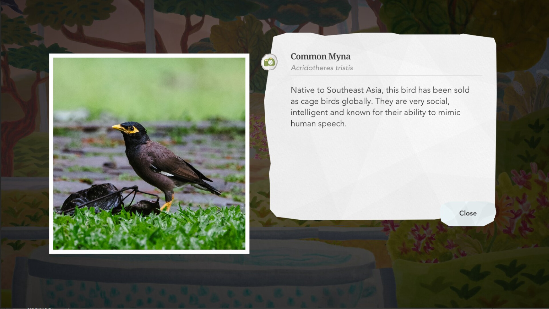 Junior Birder Adventure screenshot 12